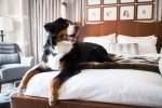 Guest rooms are dog friendly 